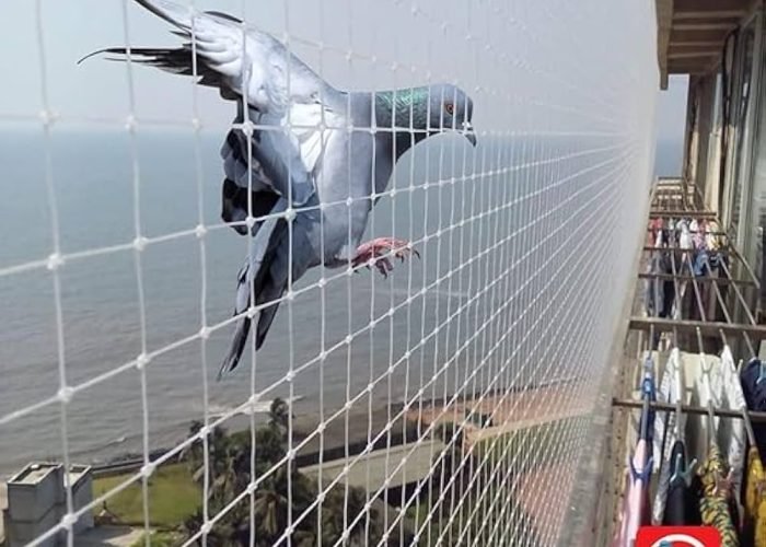 51zwQsCGCdL._AC_UF1000,1000_QL80_